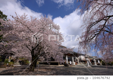 山梨県南アルプス市上市之瀬　桜の名所高峰山妙了寺　満開のしだれ桜やソメイヨシノに包まれる境内 104676792