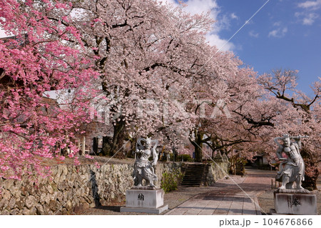 山梨県南アルプス市上市之瀬 桜の名所高峰山妙了寺 参道を彩るソメイヨシノやシダレザクラ 山梨県南アルプス市上市之瀬 桜の名所高峰山妙了寺 参道を彩るソメイヨシノやシダレザクラ 104676866