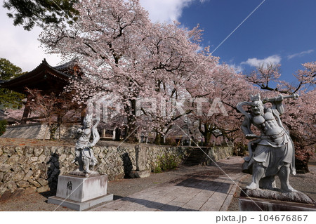 山梨県南アルプス市上市之瀬　桜の名所高峰山妙了寺　参道を彩るソメイヨシノやシダレザクラ 104676867