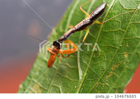 カマキリ 蟷螂 かまきり 104676885