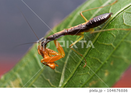 カマキリ 蟷螂 かまきり 104676886