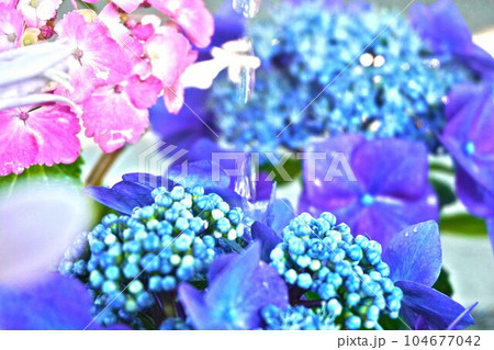 雨に濡れた紫陽花 雨に濡れた紫陽花 104677042