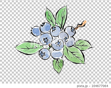 お菓子作りやトッピングに 木になるブルーベリーのイラスト素材
