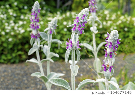 ラムズイヤー 104677149