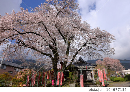山梨県南アルプス市上市之瀬　桜の名所高峰山妙了寺　隣接する福徳稲荷大明神のサクラと鳥居 104677155