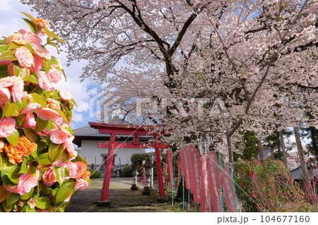 山梨県南アルプス市上市之瀬 桜の名所高峰山妙了寺 隣接する福徳稲荷大明神のサクラと鳥居 山梨県南アルプス市上市之瀬 桜の名所高峰山妙了寺 隣接する福徳稲荷大明神のサクラと鳥居 104677160