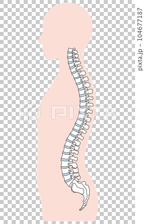 脊柱的解剖學 頸椎 胸椎 腰椎 側面視圖 104677187