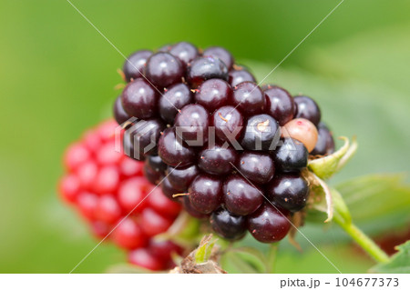 赤や紫のキイチゴの実（マクロレンズ使用・屋外自然光・接写写真） 104677373