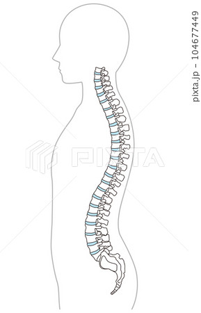 背骨の解剖図 頸椎 胸椎 腰椎 横図 背骨の解剖図 頸椎 胸椎 腰椎 横図 104677449