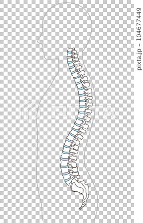 背骨の解剖図 頸椎 胸椎 腰椎 横図 背骨の解剖図 頸椎 胸椎 腰椎 横図 104677449