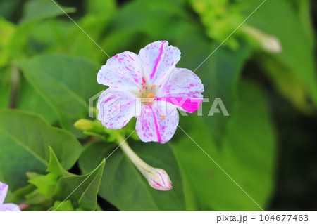ピンクと白の白粉花（オシロイバナ）　　 104677463