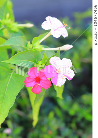 ピンクと白の白粉花（オシロイバナ）　　 104677466