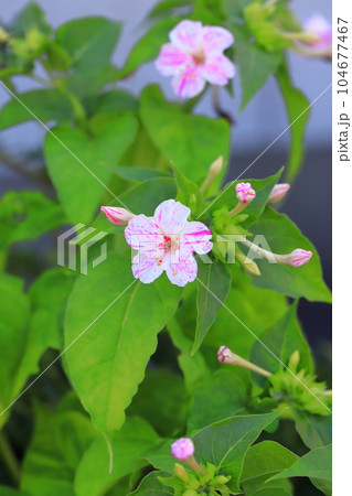 ピンクと白の白粉花(オシロイバナ) ピンクと白の白粉花(オシロイバナ) 104677467