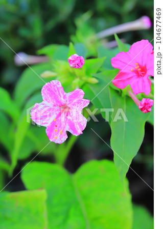 ピンクと白の白粉花(オシロイバナ) ピンクと白の白粉花(オシロイバナ) 104677469
