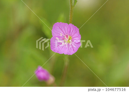 アカバナユウゲショウ（赤花夕化粧） 104677516