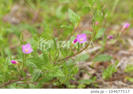 アカバナユウゲショウ（赤花夕化粧） 104677517