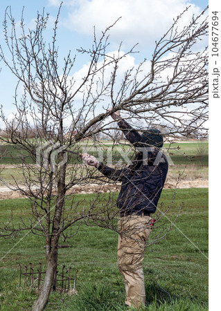 Pruning a tree with a hand saw, a gardener works in a garden with fruit trees. Pruning a tree with a hand saw, a gardener works in a garden with fruit trees. 104677694