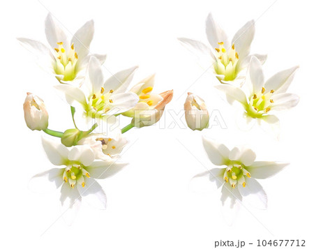 白いハタケニラの花 104677712