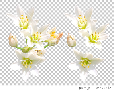 白色無花果花 104677712