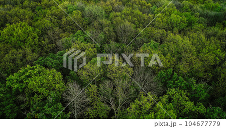Forest background. Summer woods. Nature harmony. Serene enchanting outdoor landscape with lush green tree crowns foliage in peaceful atmosphere. 104677779
