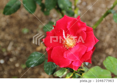 荒尾市 おもやい市民花壇 バラの花、 荒尾市 おもやい市民花壇 バラの花、 104677963