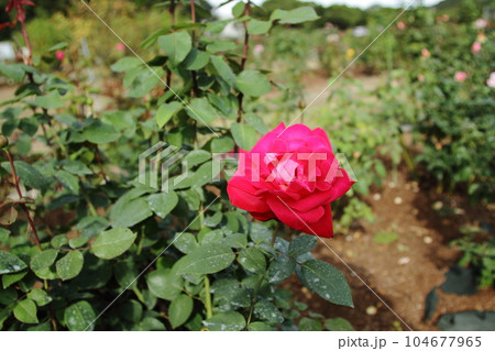 荒尾市 おもやい市民花壇 バラの花、 荒尾市 おもやい市民花壇 バラの花、 104677965