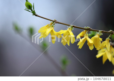 黄金色の花が爆発するように咲く 104678011