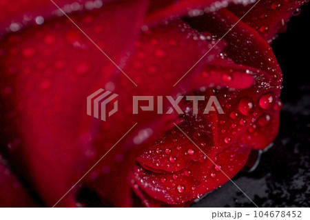 A red rose whose bud is completely covered with drops of water 104678452