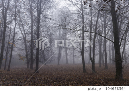 Bare deciduous trees in autumn cold weather 104678564