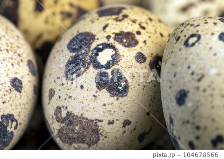 a large number of small spotted quail eggs on the table a large number of small spotted quail eggs on the table 104678566
