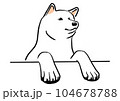 何かを楽しそうに見ている秋田犬　白 104678788