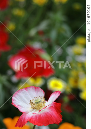 一面の花畑 一面の花畑 104679105