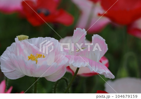 一面の花畑 104679159