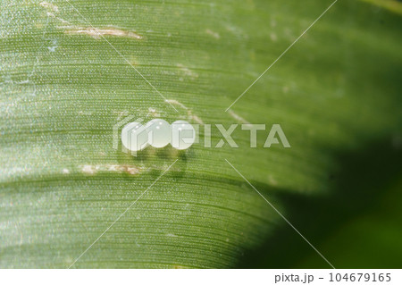 クロコノマチョウの卵 104679165