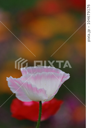 一面の花畑 一面の花畑 104679176