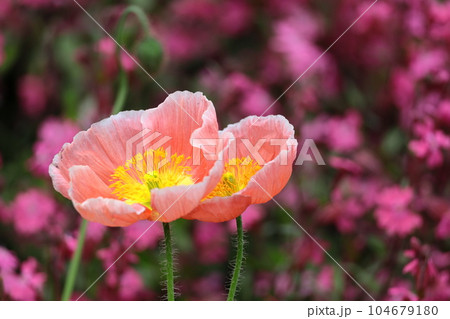 一面の花畑 一面の花畑 104679180