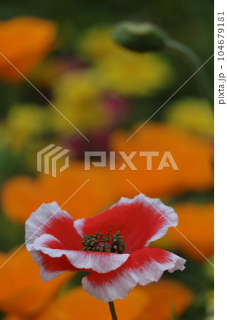 一面の花畑 一面の花畑 104679181
