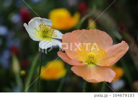 一面の花畑 一面の花畑 104679183