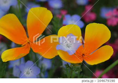 一面の花畑 一面の花畑 104679190