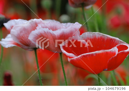 一面の花畑 104679196