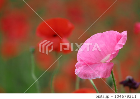 一面の花畑 一面の花畑 104679211