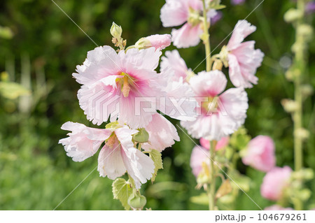 タチアオイのピンクの花 初夏の庭の花 タチアオイのピンクの花 初夏の庭の花 104679261