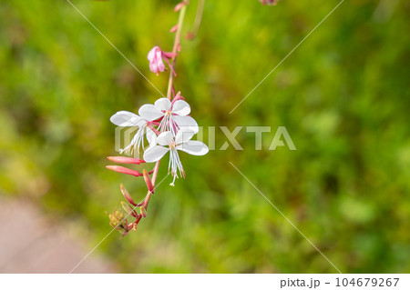ガウラの白い花 初夏に咲く蝶のような花 ガウラの白い花 初夏に咲く蝶のような花 104679267