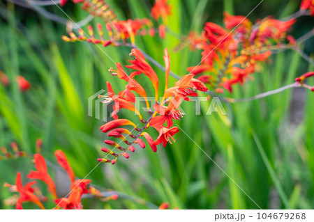 ヒメヒオウギズイセンの花 初夏のオレンジ色の花 ヒメヒオウギズイセンの花 初夏のオレンジ色の花 104679268