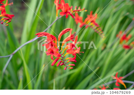 ヒメヒオウギズイセンの花 初夏のオレンジ色の花 ヒメヒオウギズイセンの花 初夏のオレンジ色の花 104679269