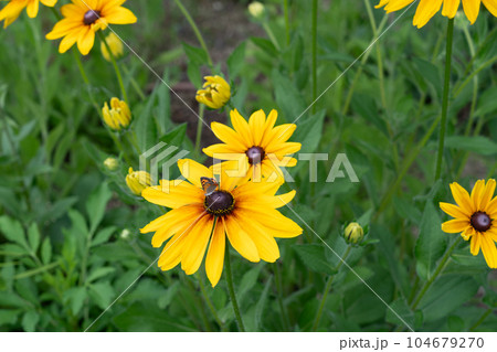 ルドベキアの花 ルドベキアの花 104679270