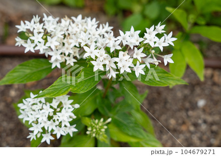 白いペンタスの花 104679271