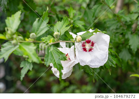 ムクゲの花 104679272