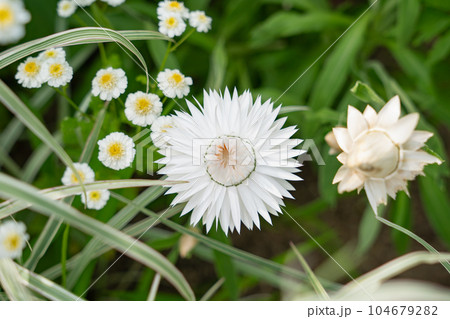 ムギワラギクの白い花 初夏の麦藁菊 104679282