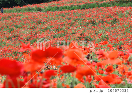 一面の花畑 一面の花畑 104679332